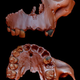 Imagen para el artículo titulado La historia del origen de la humanidad se complica aún más